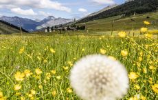 Davos_Klosters_Sommer_Wiese_Nature